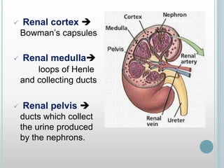  Renal cortex 
Bowman’s capsules
 Renal medulla
loops of Henle
and collecting ducts
 Renal pelvis 
ducts which collect
the urine produced
by the nephrons.
 