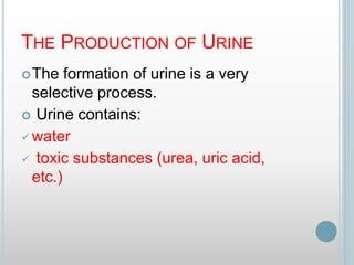 THE PRODUCTION OF URINE
The formation of urine is a very
selective process.
 Urine contains:
 water
 toxic substances (urea, uric acid,
etc.)
 