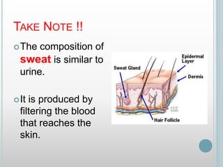 TAKE NOTE !!
The composition of
sweat is similar to
urine.
It is produced by
filtering the blood
that reaches the
skin.
 