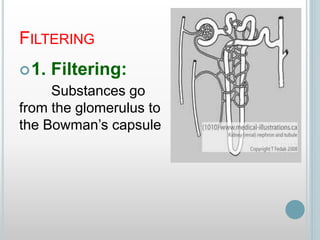 FILTERING
1. Filtering:
Substances go
from the glomerulus to
the Bowman’s capsule
 