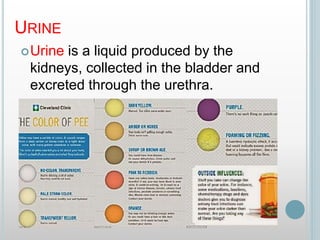 URINE
Urine is a liquid produced by the
kidneys, collected in the bladder and
excreted through the urethra.
 