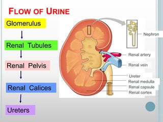 FLOW OF URINE
Glomerulus
Renal Tubules
Renal Pelvis
Renal Calices
Ureters
Renal cortex
Renal capsule
Renal medulla
Ureter
Renal vein
Renal artery
Nephron
 