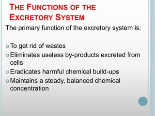 THE FUNCTIONS OF THE
EXCRETORY SYSTEM
The primary function of the excretory system is:
To get rid of wastes
Eliminates useless by-products excreted from
cells
Eradicates harmful chemical build-ups
Maintains a steady, balanced chemical
concentration
 
