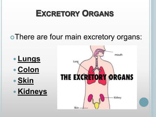 There are four main excretory organs:
 Lungs
 Colon
 Skin
 Kidneys
mouth
 
