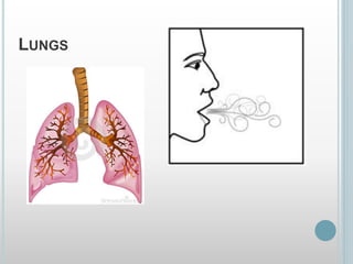 LUNGS
 