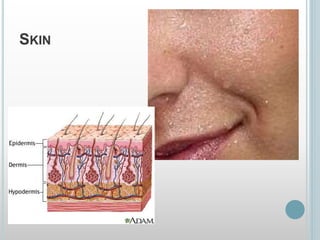 SKIN
 