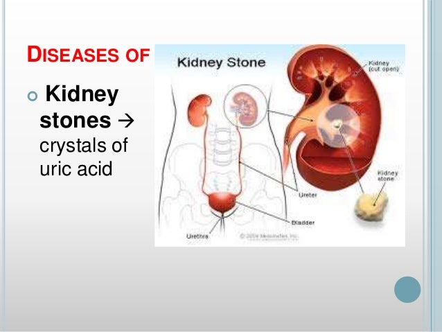 Excretory system
