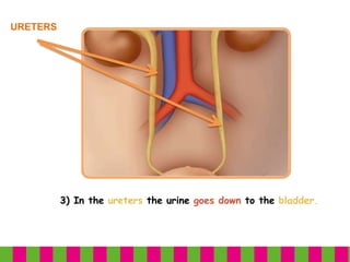 3) In the ureters the urine goes down to the bladder.
URETERS