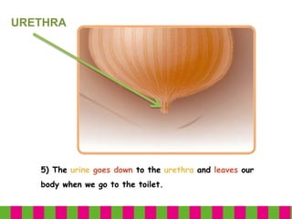 5) The urine goes down to the urethra and leaves our
body when we go to the toilet.
URETHRA