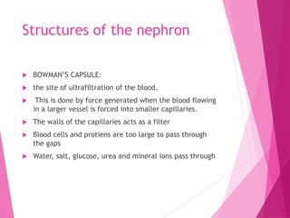 Structures of the nephron
 BOWMAN’S CAPSULE:
 the site of ultrafiltration of the blood.
 This is done by force generated when the blood flowing
in a larger vessel is forced into smaller capillaries.
 The walls of the capillaries acts as a filter
 Blood cells and protiens are too large to pass through
the gaps
 Water, salt, glucose, urea and mineral ions pass through
 
