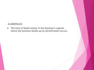 GLOMERULUS:
 The knot of blood vessels in the bowman’s capsule
where the pressure builds up so ultrafiltration occurs.
 