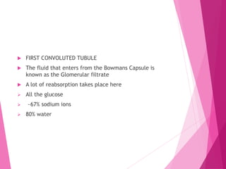  FIRST CONVOLUTED TUBULE
 The fluid that enters from the Bowmans Capsule is
known as the Glomerular filtrate
 A lot of reabsorption takes place here
 All the glucose
 ~67% sodium ions
 80% water
 