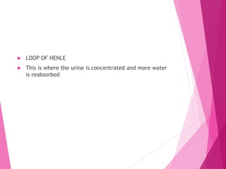  LOOP OF HENLE
 This is where the urine is concentrated and more water
is reabsorbed
 
