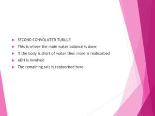 SECOND CONVOLUTED TUBULE
 This is where the main water balance is done
 If the body is short of water then more is reabsorbed
 ADH is involved
 The remaining salt is reabsorbed here
 