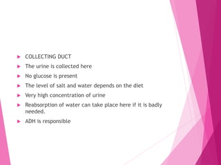  COLLECTING DUCT
 The urine is collected here
 No glucose is present
 The level of salt and water depends on the diet
 Very high concentration of urine
 Reabsorption of water can take place here if it is badly
needed.
 ADH is responsible
 