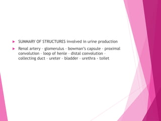  SUMMARY OF STRUCTURES involved in urine production
 Renal artery – glomerulus – bowman’s capsule – proximal
convolution – loop of henle – distal convolution –
collecting duct – ureter – bladder – urethra - toilet
 