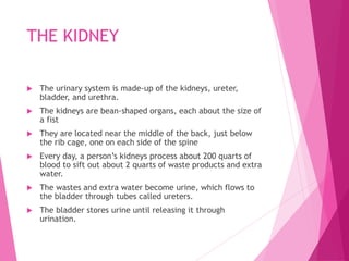 THE KIDNEY
 The urinary system is made-up of the kidneys, ureter,
bladder, and urethra.
 The kidneys are bean-shaped organs, each about the size of
a fist
 They are located near the middle of the back, just below
the rib cage, one on each side of the spine
 Every day, a person’s kidneys process about 200 quarts of
blood to sift out about 2 quarts of waste products and extra
water.
 The wastes and extra water become urine, which flows to
the bladder through tubes called ureters.
 The bladder stores urine until releasing it through
urination.
 