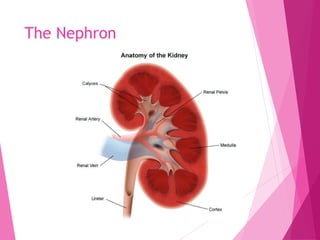 The Nephron
 