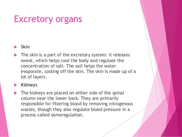 Excretory system