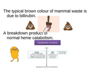 The typical brown colour of mammal waste is
due to billirubin.
A breakdown product of
normal heme catabolism.
 