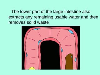 The lower part of the large intestine also
extracts any remaining usable water and then
removes solid waste
 