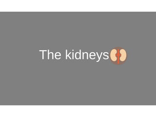 The kidneys
 