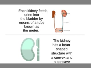 Each kidney feeds
urine into
the bladder by
means of a tube
known as
the ureter.
The kidney
has a bean-
shaped
structure with
a convex and
a concave
border
 