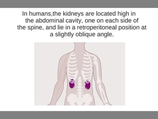 In humans,the kidneys are located high in
the abdominal cavity, one on each side of
the spine, and lie in a retroperitoneal position at
a slightly oblique angle.
 