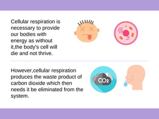 Cellular respiration is
necessary to provide
our bodies with
energy as without
it,the body's cell will
die and not thrive.
However,cellular respiration
produces the waste product of
carbon dioxide which then
needs it be eliminated from the
system.
 
