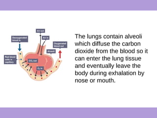 The lungs contain alveoli
which diffuse the carbon
dioxide from the blood so it
can enter the lung tissue
and eventually leave the
body during exhalation by
nose or mouth.
 