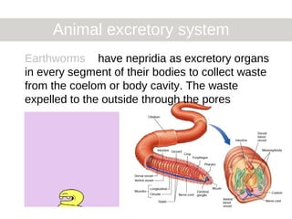 Animal excretory system
Earthworms have nepridia as excretory organs
in every segment of their bodies to collect waste
from the coelom or body cavity. The waste
expelled to the outside through the pores
 