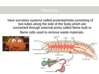Planaria
have excretory systems called protonephridia consisting of
two tubes along the side of the body,which are
connected through external pores called flame bulb or
flame cells used to remove waste materials.
 