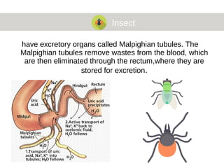 Insect
have excretory organs called Malpighian tubules. The
Malpighian tubules remove wastes from the blood, which
are then eliminated through the rectum,where they are
stored for excretion.
 