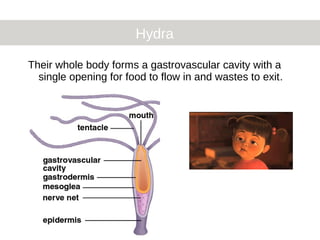 Hydra
Their whole body forms a gastrovascular cavity with a
single opening for food to flow in and wastes to exit.
 