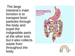 The large
intestine's main
function is to
transport food
particles through
the body and
expel the
indigestible parts
at the other end,
but it also collects
waste from
throughout the
body.
 
