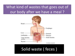 What kind of wastes that goes out of
our body after we have a meal ?
Solid waste ( feces )
 