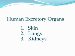 Human Excretory Organs
1. Skin
2. Lungs
3. Kidneys
 