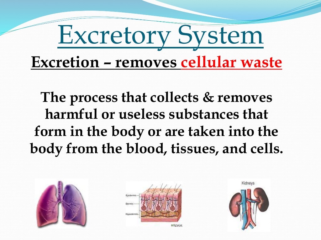 The Human Excretory Organs