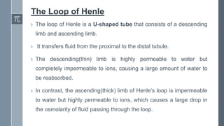 The Loop of Henle
› The loop of Henle is a U-shaped tube that consists of a descending
limb and ascending limb.
› It transfers fluid from the proximal to the distal tubule.
› The descending(thin) limb is highly permeable to water but
completely impermeable to ions, causing a large amount of water to
be reabsorbed.
› In contrast, the ascending(thick) limb of Henle’s loop is impermeable
to water but highly permeable to ions, which causes a large drop in
the osmolarity of fluid passing through the loop.
 