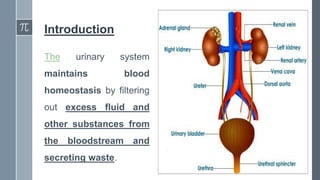 Introduction
The urinary system
maintains blood
homeostasis by filtering
out excess fluid and
other substances from
the bloodstream and
secreting waste.
 