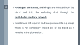 › Hydrogen, creatinine, and drugs are removed from the
blood and into the collecting duct through the
peritubular capillary network.
› Substances not required and foreign materials e.g. drugs
which is not completely filtered out of the blood as it
remains in the glomerulus .
 