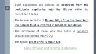 › Such substances are cleared by secretion from the
peritubular capillaries into the filtrate within the
convoluted tubules.
› The tubular secretion of H+ and NH4+ from the blood into
the tubular fluid is involved in blood pH regulation.
› The movement of these ions also helps to conserve
sodium bicarbonate (NaHCO3).
› The typical pH of urine is about 6.0.
Urine formation and nephron filtration.mp4
 
