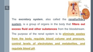 The excretory system, also called the renal/urinary
system, is a group of organs in the body that filters out
excess fluid and other substances from the bloodstream.
The purpose of the renal system is to eliminate wastes
from the body, regulate blood volume and pressure,
control levels of electrolytes and metabolites, and
regulate blood pH.
 