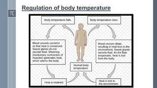 Regulation of body temperature
 