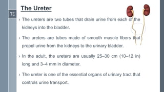 The Ureter
› The ureters are two tubes that drain urine from each of the
kidneys into the bladder.
› The ureters are tubes made of smooth muscle fibers that
propel urine from the kidneys to the urinary bladder.
› In the adult, the ureters are usually 25–30 cm (10–12 in)
long and 3–4 mm in diameter.
› The ureter is one of the essential organs of urinary tract that
controls urine transport.
 