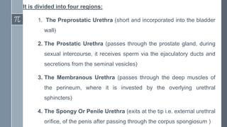 It is divided into four regions:
1. The Preprostatic Urethra (short and incorporated into the bladder
wall)
2. The Prostatic Urethra (passes through the prostate gland, during
sexual intercourse, it receives sperm via the ejaculatory ducts and
secretions from the seminal vesicles)
3. The Membranous Urethra (passes through the deep muscles of
the perineum, where it is invested by the overlying urethral
sphincters)
4. The Spongy Or Penile Urethra (exits at the tip i.e. external urethral
orifice, of the penis after passing through the corpus spongiosum )
 