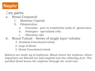 Two parts
a. Renal Corpuscle
1. Bowman Capsule
2. Glomerulus
a. Fenestrae - pore in endothelial walls of glomerulus.
b. Podocytes - specialized cells.
c. Filteration slits
b. Renal Tubule - Series of single layer tubules
1. Proximal Convoluted tubule
2. Loop of Henle
3. Distal Convoluted tubule
Kidneys are made up of nephrons. Blood enters the nephron, where
impurities are filtered out and emptied into the collecting duct. The
purified blood leaves the nephron through the renal vein.
Nephr
on
 