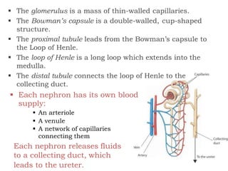 The glomerulus is a mass of thin-walled capillaries.
 The Bowman’s capsule is a double-walled, cup-shaped
structure.
 The proximal tubule leads from the Bowman’s capsule to
the Loop of Henle.
 The loop of Henle is a long loop which extends into the
medulla.
 The distal tubule connects the loop of Henle to the
collecting duct.
 Each nephron has its own blood
supply:
 An arteriole
 A venule
 A network of capillaries
connecting them
Each nephron releases fluids
to a collecting duct, which
leads to the ureter.
 