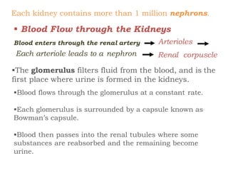 Each kidney contains more than 1 million nephrons.
 Blood Flow through the Kidneys
Blood enters through the renal artery
Each arteriole leads to a nephron
Arterioles
Renal corpuscle
The glomerulus filters fluid from the blood, and is the
first place where urine is formed in the kidneys.
Blood flows through the glomerulus at a constant rate.
Each glomerulus is surrounded by a capsule known as
Bowman’s capsule.
Blood then passes into the renal tubules where some
substances are reabsorbed and the remaining become
urine.
 