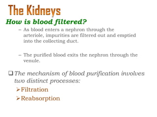 – As blood enters a nephron through the
arteriole, impurities are filtered out and emptied
into the collecting duct.
– The purified blood exits the nephron through the
venule.
The mechanism of blood purification involves
two distinct processes:
Filtration
Reabsorption
How is blood filtered?
 